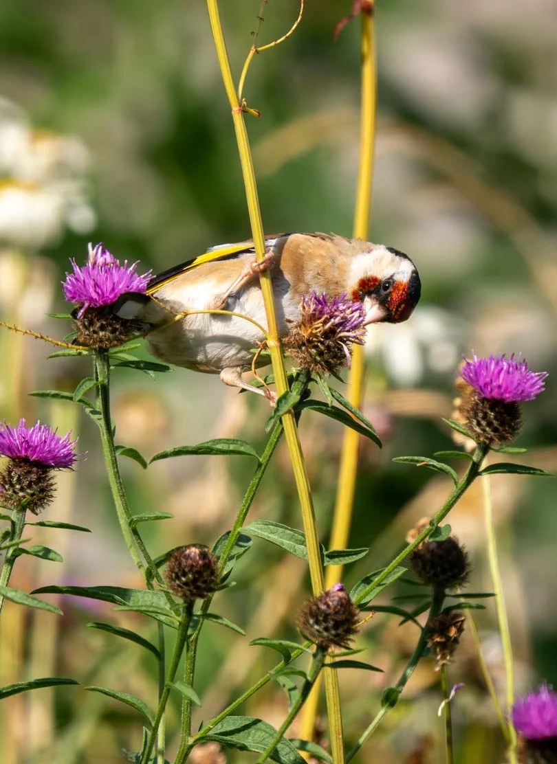 Bird feeding from wild flower
